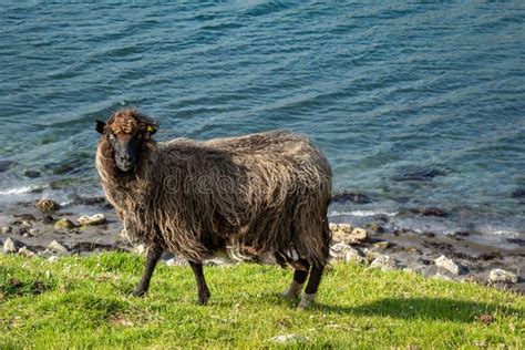 Wildlife in the Faroe Islands. Sheep on Vagar Island. Faroe Islands. Denmark Stock Image - Image ...