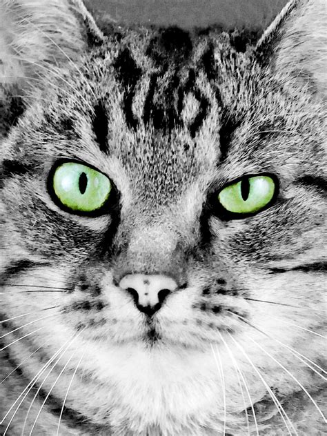 Painting Of Cat's Face Free Stock Photo - Public Domain Pictures