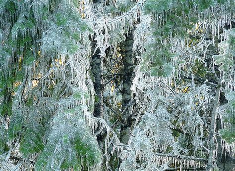 Ice Storm in Polk County (Oregon) | This was an incredible v… | Flickr