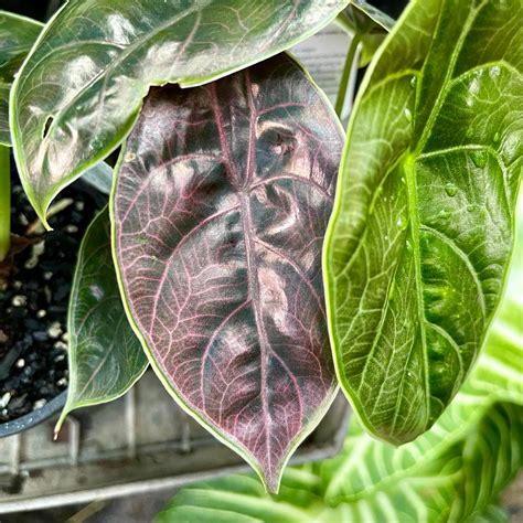 Alocasia Azlanii: A Guide to Caring for the Striking Indoor Plant - Indoor Plant Addicts