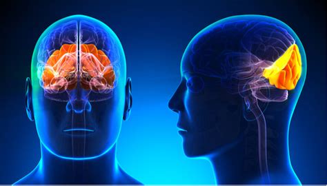 What Is The Occipital Lobe And Why Is It Important To Us? - Mindvalley Blog