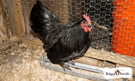 Black Chicken With Feathers On Their Feet? (5 Amazing Breeds!)