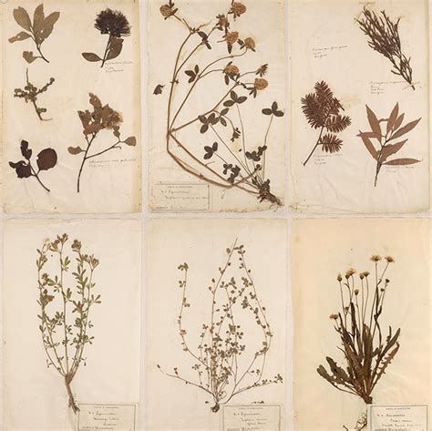Botanical Specimens | Lincoln University Living Heritage: Tikaka Tuku Iho