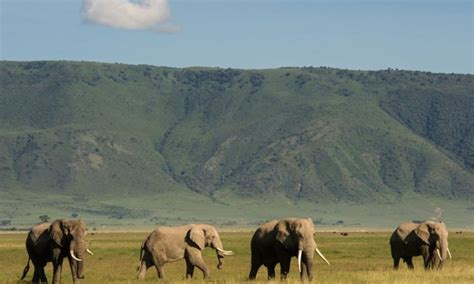 Best time to visit Ngorongoro Conservation Area | Tanzania Safari Tips