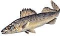 Wikipedia:WikiProject Fisheries and Fishing - Wikipedia