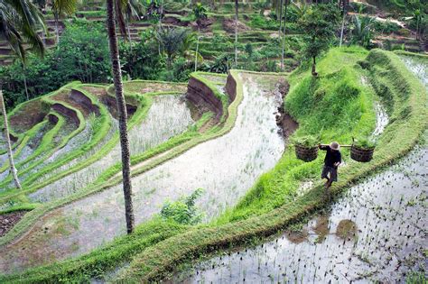 Tegallalang Rice Terraces in Bali - Popular and Scenic Attraction in ...