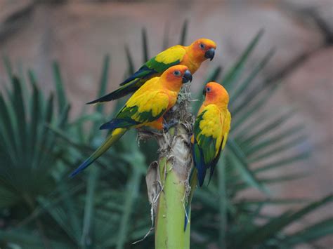 The Online Zoo - Sun Parakeet