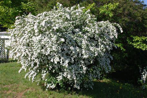 Wither Rod Viburnum | Landscaping shrubs, Landscaping plants, Plants