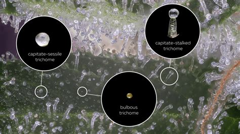 Mold vs. Trichomes: How To Tell Them Apart | Surna Cultivation Technologies