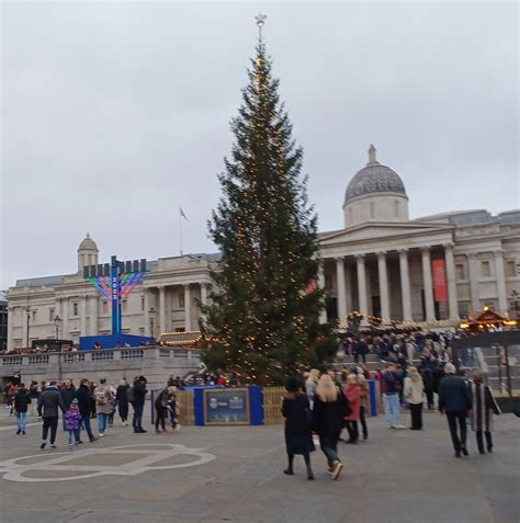 Trafalgar Square Christmas tree, 2023 | Plant-Lore