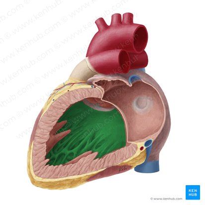 Interventricular septum: Anatomy, structure and function | Kenhub