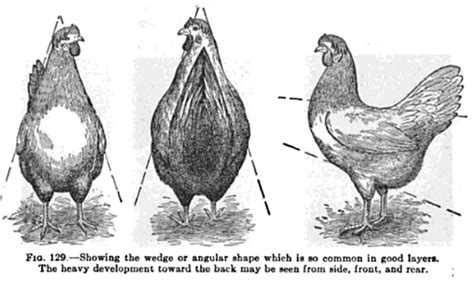Old poultry references have both good info & odd myths...one tells me a hen is ruined forever if ...