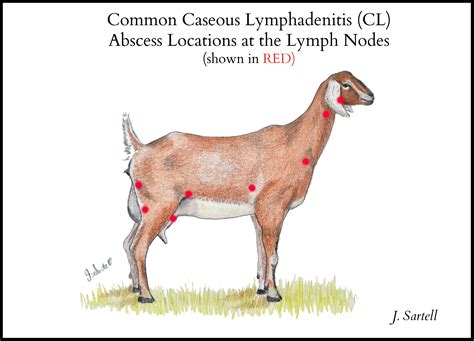 Caseous Lymphadenitis or CL in Goats