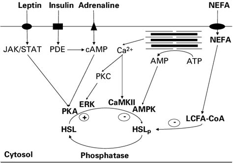 Putative control of skeletal muscle hormone-sensitive lipase (HSL). HSL ...