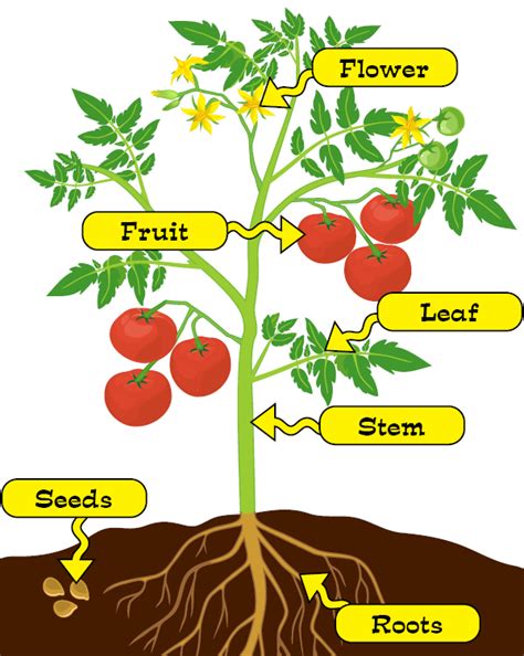 Plant Parts