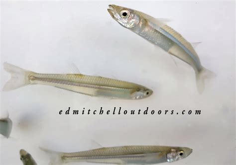 The Atlantic Silverside: an Essential Forage Fish | Ed Mitchell Outdoors Atlantic Silversides ...