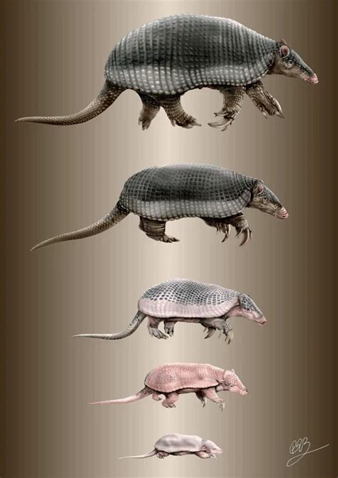 Giant Armadillos are dedicated mothers - De Gruyter Conversations