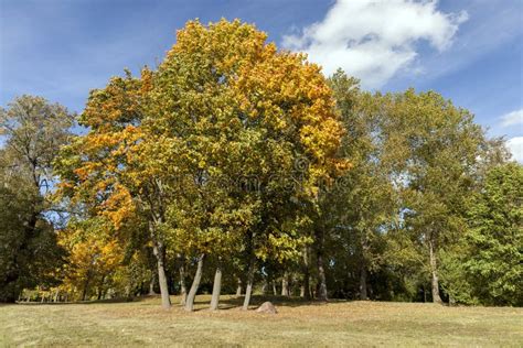 Yellow maple foliage stock photo. Image of forest, beautiful - 125057122