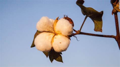 Why India's cotton farmers are killing themselves - CNN