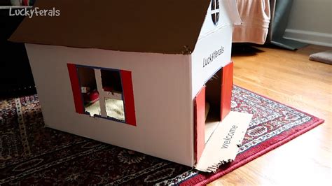 DIY Cardboard Cat House Two Month Update - Lucky Ferals