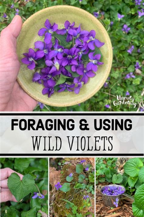 Easy Homemade Wild Violet Tea Recipe 2023 - AtOnce