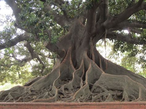 8 best images about Ombu (Bellasombra). Argentina y Uruguay on Pinterest | Trees, Parks and It is