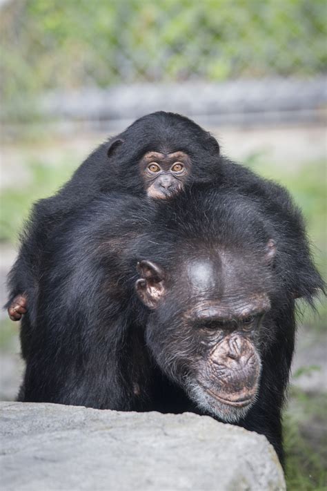 Baby chimp from Baltimore meets surrogate chimp mom - Baltimore Sun