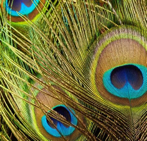 Peacock feathers close up — Stock Photo © Nik_Merkulov #104324604