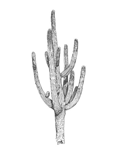 Cactus Clipart Free Stock Photo - Public Domain Pictures