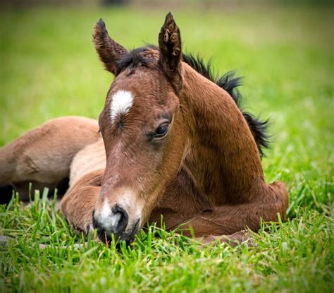 Hunter based former champion racehorse Black Caviar welcomes third foal ...