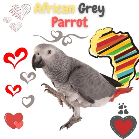 Talking parrot - How do parrot talk | Why do parrot talk