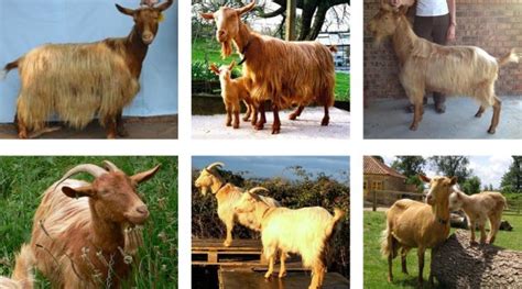 Verata Goat Breed – Everything You Need to Know