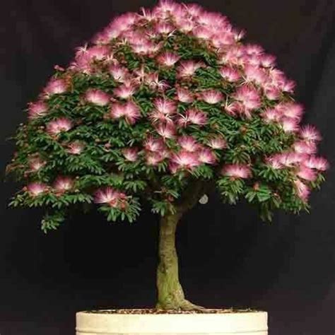 Dwarf Pink Mimosa Tree Seeds Silk Tree Albizia julibrissin | Etsy