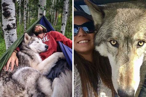 48 Wolf-Like Dogs That Are Actually Just Big Floofs | Bored Panda