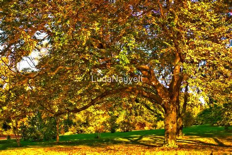 "Arnold Arboretum at beginning of fall" by LudaNayvelt | Redbubble