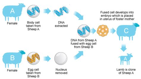 BBC - GCSE Bitesize: Cloning methods in animals