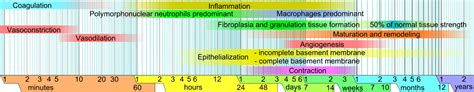 Which Tissue Type Would Repair Itself The Fastest? - Morris Incion