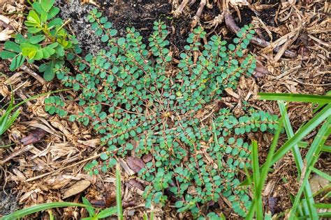 All About Spurge Weed - Minneopa Orchards