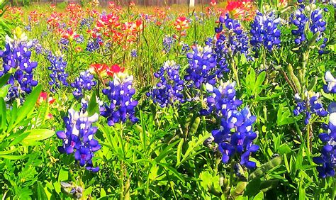 ~Texas wildflowers Spring 2012 | Wild flowers, Plants, Picture