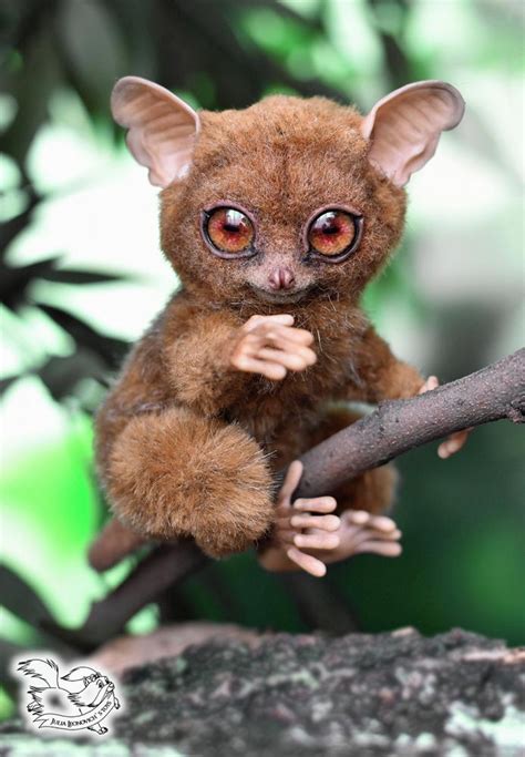 Tarsier by JuliaLeonovich on Tedsby | Tarsier, Pet bunny, Animals wild