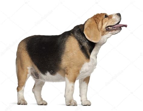 Fat Beagle, 3 years old, standing against white background Stock Photo by ©lifeonwhite 16984837