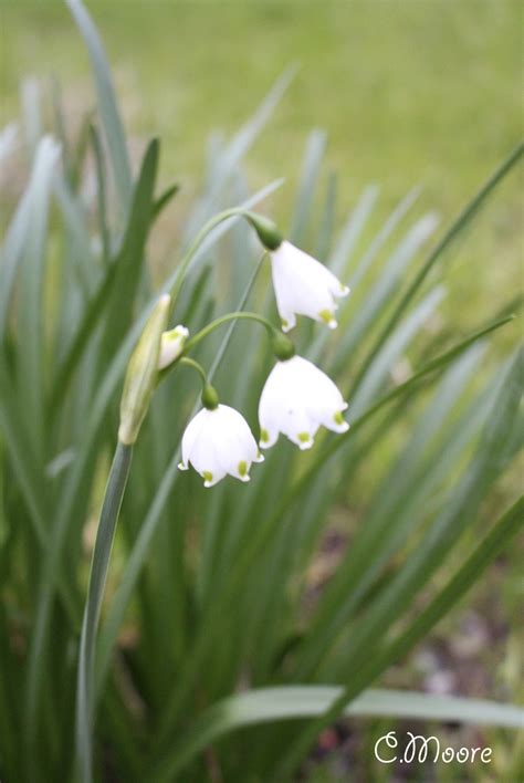 Growing Snowflakes Plant Care - Leucojum Aestivum Gravetye Giant Bulb