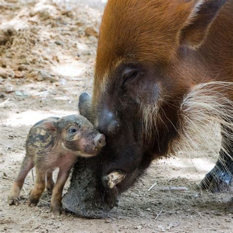 PHOTOS: Baby Red River Hog Born at Disney's Animal Kingdom Lodge - WDW News Today