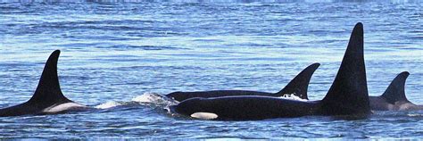 Orca Conservancy (@OrcaConservancy) | Twitter