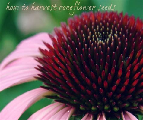 How to harvest Coneflower Seeds - grace grits and gardening