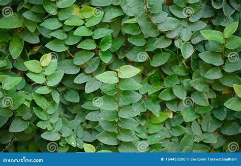 Vine Branch on Wall Background Stock Photo - Image of wall, green ...