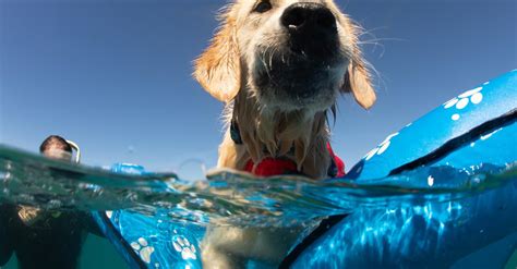 How Soon Can Lab Puppies Start Swimming?