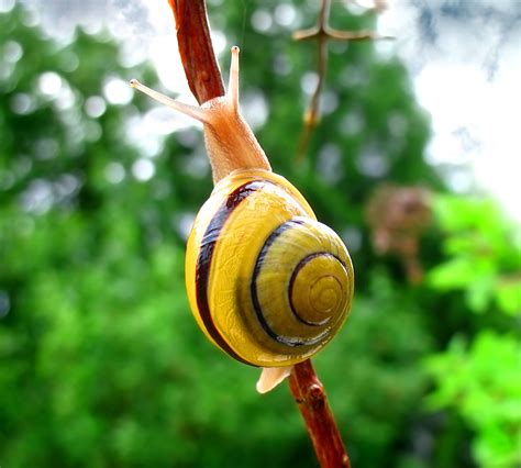 Pin de Sandy Butler em The Invertebrates of My Soul | Animais lindos, Aves de estimação, Animais ...