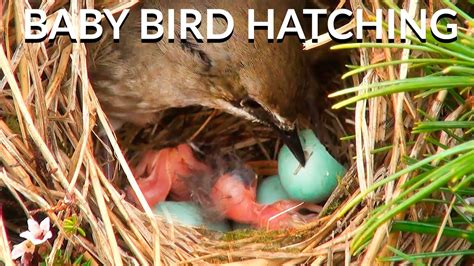 Baby Birds Hatching