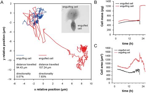 Mechanistic characterization of engulfed and engulfing cells in ...